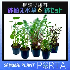 ビオトープ 向け 水草セット 【鉢植え6鉢セット】のサムネイル
