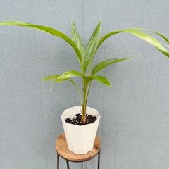 現品 チャメロプス 34番 観葉植物 インテリアグリーン ドライガーデン
