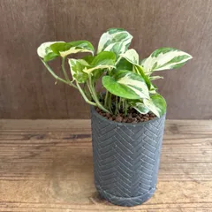 ポトス 不明種 陶器鉢BK 現品 観葉植物 観葉 植物 珍奇植物 珍奇 珍しい レア 希少 つる性植物 つる性 ハンギング インテリア プレゼント 斑入り おしゃれ 可愛いのサムネイル