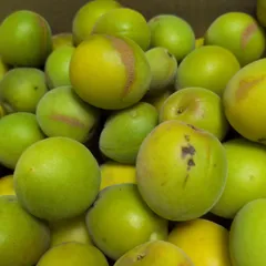 青うめ 約3kg(箱等込み) 梅酒梅ジュース梅シロップにいかがのサムネイル