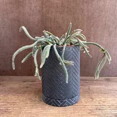 リプサリス ピロカルパ 陶器鉢BK 現品 Rhipsalis pilocarpa エリスロリプサリス フロストシュガー 朝の霜 髭赤葦 森林サボテン ジャングルサボテン 観葉植物 観葉 植物 珍奇植物 珍奇 珍しい 多肉植物 多肉 カクタス サボテン グリーンのサムネイル