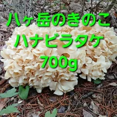 天然きのこ4ハナビラタケ700gのサムネイル