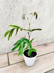 ど*ど様 極上 エバーフレッシュ 斑入り 観葉植物 ネムノキ ネムの木