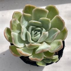 多肉植物 ラブリーローズ錦 抜き苗 - メルカリ