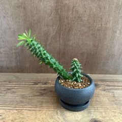 ユーフォルビア ギラウミニアナ 塊根植物 コーデックス - メルカリ