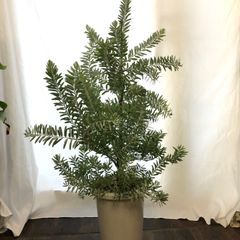 アカシア ブルーブッシュ 大型テラコッタ鉢植え 苗 苗木 シンボル