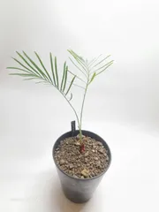 サイカス　カイルンシアナ　実生苗！！cycas cairnsiana　ブルーソテツ！のサムネイル
