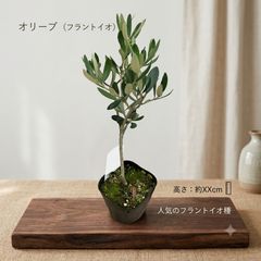 オリーブの木 バロウニ オリーブ苗木 - メルカリ