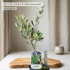 オリーブの木 バロウニ オリーブ苗木 - メルカリ