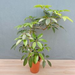在庫］【希少】キンモウコウ 7号 観葉植物 レア 室内 希少 おしゃれ