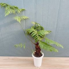 在庫］【希少】キンモウコウ 7号 観葉植物 レア 室内 希少 おしゃれ