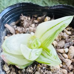 多肉植物 ハオルチア 裏般若錦 糊斑 超美品 透明窓 - メルカリ