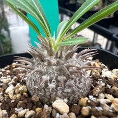 開墾植物 実生株 - メルカリ
