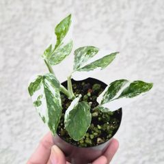 Bucephalandra cf. motleyana Variegataタグ付 - メルカリ