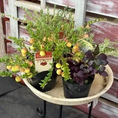 「大人気！クランベリー」ハンキング寄せ植え※寄せ植えセット 花苗 花 ガーデニング 園芸  寄せ植えセット#プチフルフラワーのサムネイル