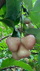 クール便　　mimotty様　　専用のサムネイル