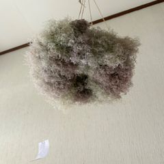 スモークツリー ボリューム 枝付き 特大 3本 ＊ ふわふわ ドライ