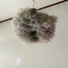 スモークツリー フライングリース ML 25cm ＊ ふわふわ ドライフラワー ⑥のサムネイル
