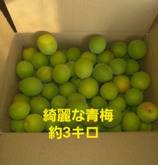 大粒！青梅「白加賀」約3kg（新品・未使用）- メルカリ