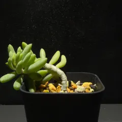 Tylecodon decipiensのサムネイル