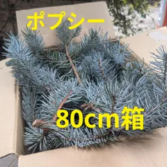 プンゲンストウヒポプシー　切り枝　80cm箱のサムネイル