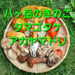 天然きのこ5　タマゴタケ、アカヤマドリ、他650gのサムネイル