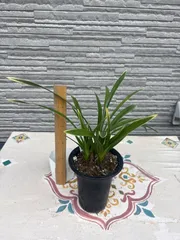キンリョウヘン原種　常磐錦のサムネイル