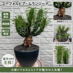 ユーフォルビア・ムランジーナ 発根済み鉢付き 現地株 - メルカリ