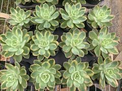 77#観葉植物アエオニウム 錦❤️ グリーンメデューサセッカ❤️10cm 拔