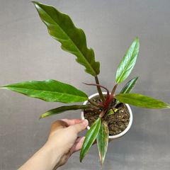 フィロデンドロン キャラメルマーブル A01 【Monstera モンステラ 】 フィロデンドロン キャラメルマーブル A01 【Monstera モンステラ
