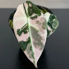 Alocasia Black Velvet Pink Variegatedアロカシア　ブラックベルベット　ピンク斑入りのサムネイル