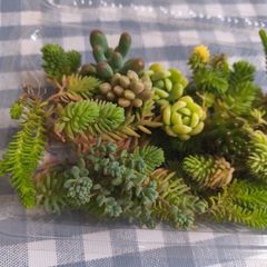 多肉植物 詰め合わせ カット苗 抜き苗 センペルビウム4種 プラス2種