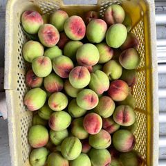 8.お買得福島産 朝採り硬桃 若桃5kg家庭加工用 玉数おまかせ - メルカリ