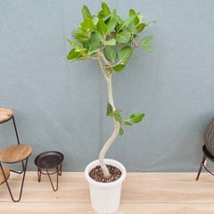 現品］28番 フィカス ベンガレンシス 曲がり 8号 観葉植物 室内 大型