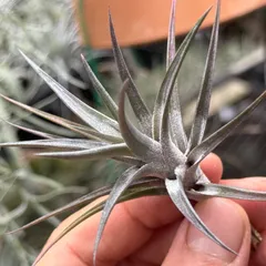 現品＊ ネコポス匿名＊ パープルにトリコーム＊チランジア ジョネシー Tillandsia jonesii＊エアプランツ＠フラワーショップ江口のサムネイル