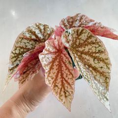 希少 美斑】 コロカシア ファーストピンク colocasia first pink