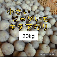 小さいじゃがいもキタアカリ3S以下20kg - メルカリ