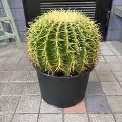 超厳選 金鯱サボテン12号 当店限定 生産者へ直接オーダーした特別株