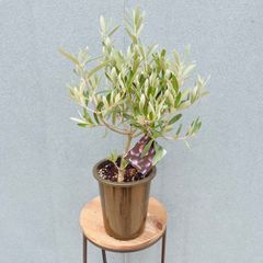 現品］33番 クロトン 8号 観葉植物 室内 大型 カラーリーフ おしゃれ