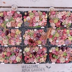 多肉植物 寄せ植えセット♡728 - メルカリ
