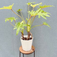 現品］【希少】R2 モンステラ ボルシギアナ オーレア 5号 斑入り 観葉