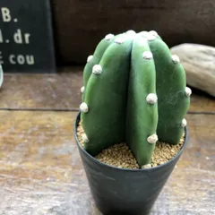 ポットごと♡ミニサイズ♡鬼面角♡柱サボテン♡棘なし♡多肉植物♡ガーデニング♡のサムネイル