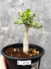 種子】ボスウェリア・アスプレニフォリア × ナナ 3s Boswellia