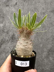 【現品限り】パキポディウム・グラキリス コレクション株 実生【I13】 Pachypodium graciliusのサムネイル