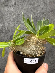 【現品限り】パキポディウム・エニグマチカム 実生【I51】 Pachypodium enigmaticumのサムネイル