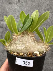 【現品限り】パキポディウム・エニグマチカム 実生【I52】 Pachypodium enigmaticumのサムネイル