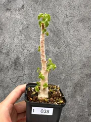 現品限り】ドルステニア・ジプソフィラ 実生【I38】 Dorstenia