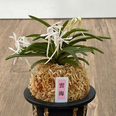 富貴蘭 風蘭 花響x黄花 - メルカリ