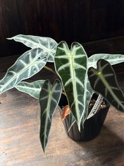 アロカシア ヴェノム 3号 観葉植物 現品 希少品種② - メルカリ