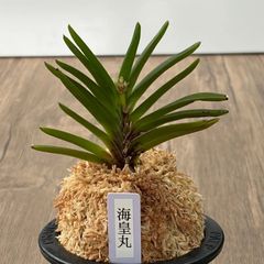 富貴蘭 3点セット 白牡丹 華泉 吟興黄縞 - メルカリ